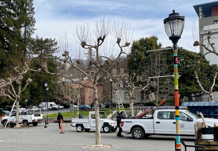 Image of tree maintenance on campus