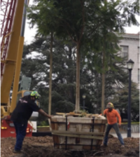 Image of jacaranda tree being planted near Wheeler Hall